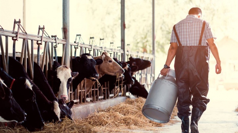 Будет ли государство регулировать цены на сырое молоко?