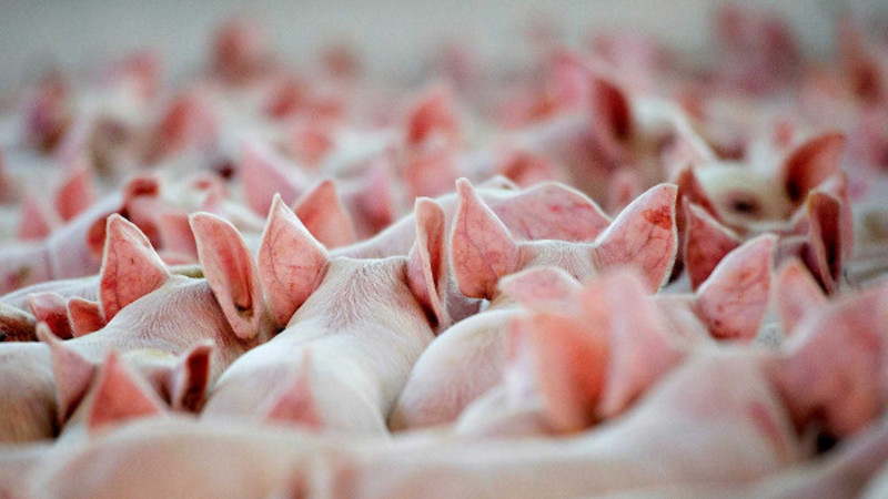Свинина в России продолжает дешеветь, несмотря на кризис и африканскую чуму