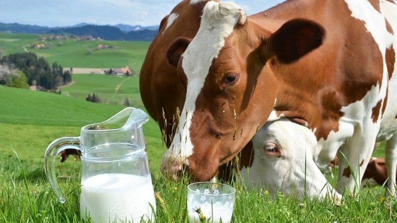 Почему импортное молоко в России дешевле отечественного?